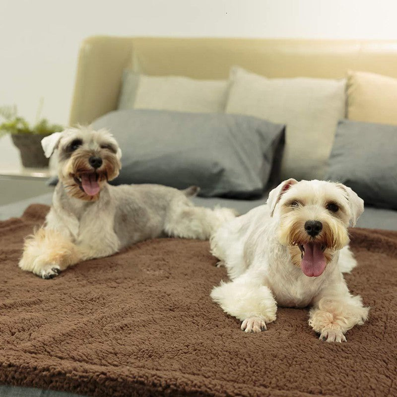 Two dogs on a chocolate brown fleece pet blanket