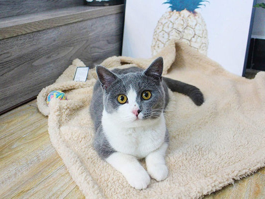 Cat resting on a cream sherpa fleece pet blanket