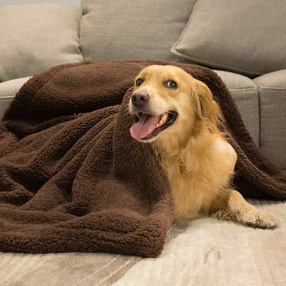 Golden retriever under a chocolate brown fleece pet blanket
