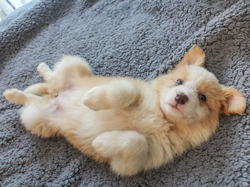 Puppy lying on a gray fleece pet blanket